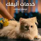 متاح للتزاوج   قط ذكر أصيل