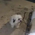 ذكر مالتيز للبيع متطعم ومعه جواز تطعيمات إذا قلتله sitيجلس