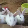 أرانب إنتاج ممتاز للبيع - أرانب عربي هجين فرنسي