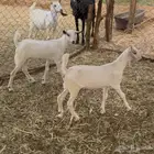 بهم