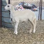 رخل جذعه سواكن للبيع ( بيشه )