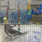 طير كروان ذكر 150