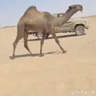 للبيع القعود الدبياني الكفو مشروط