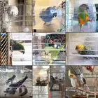 حوض سباحة للطيور Bird Bath
