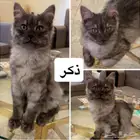 قط للتبني للجاد تواصل واتساب تسليم فوري