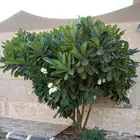 ياسمين هندي حجم كبير