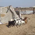 للبيع تيوس وجفرات