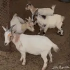 الموقع مكة المكرمة شرايع النخل