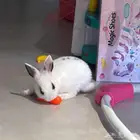 ارانب منزلية