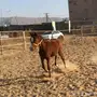 مهر جميل 