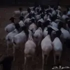 اغنام