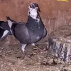 زاجل للبيع
