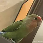 ببغاء روز