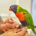 لوري اليف جدا
