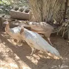 طقم طاؤوس أو طاووس نادر