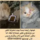 قطة بيت تحتاج انقاذ