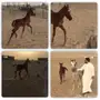 مهر واهو مكس