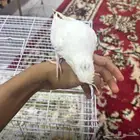 زوج كروان اليف
