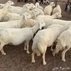 ضان حريات