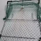 صياده مصيده طيور 