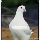 مطلوب حمام فرنسي