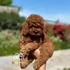 كلاب توي بودل