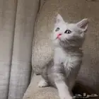 قطط صغيره