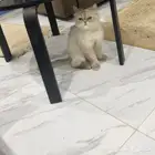 قطة هملايا للبيع