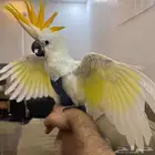 فرخ كوكاتو سيترون انتاج محلي - لعشاق النوادر