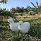 فروخ دجاج قطني (سلكي) مستوى TOP