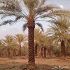 تنسيق حدائق تبوك
