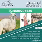 ذبايح حريه من البر مع الذبح والتوصيل