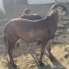 ذبايح سواكني مرابي جبر وهرفي فاخر مع التوصيل مجاني