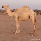 بكره جذعه باتليه