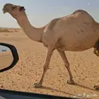صفرا طيبه