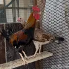 دجاج بلدي