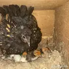 دجاجه سبرايت مع صيصانها