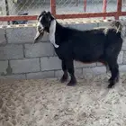 عنز كفو معرفه