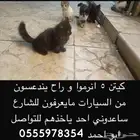 قطط صغيرة للتبني العاجل