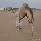 فحل هجن شكل وسلاله منتج