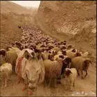 مطلوب راعي غنم