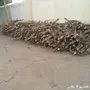 حطب طلح للبيع