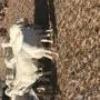 خرفان ورخال 