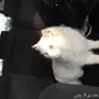 قطه للبيع 