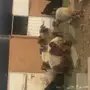 خرفان فحول ونعاج