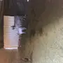 6 معزاء متابيع