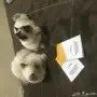 قطط الشيرازي تحب العب والنَاس 