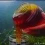 عسل سدر للبيع ومضمون مخبريا وبشهادة ضمان . 