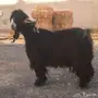 اصحاب الصنف تيس عارضي 