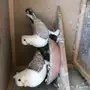 حمام للبيع
